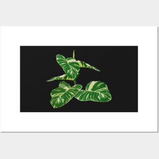 Epipremnum aureum plant Posters and Art